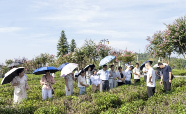 课堂田间双向聚力&nbsp;&nbsp;培育新时代英山茶农